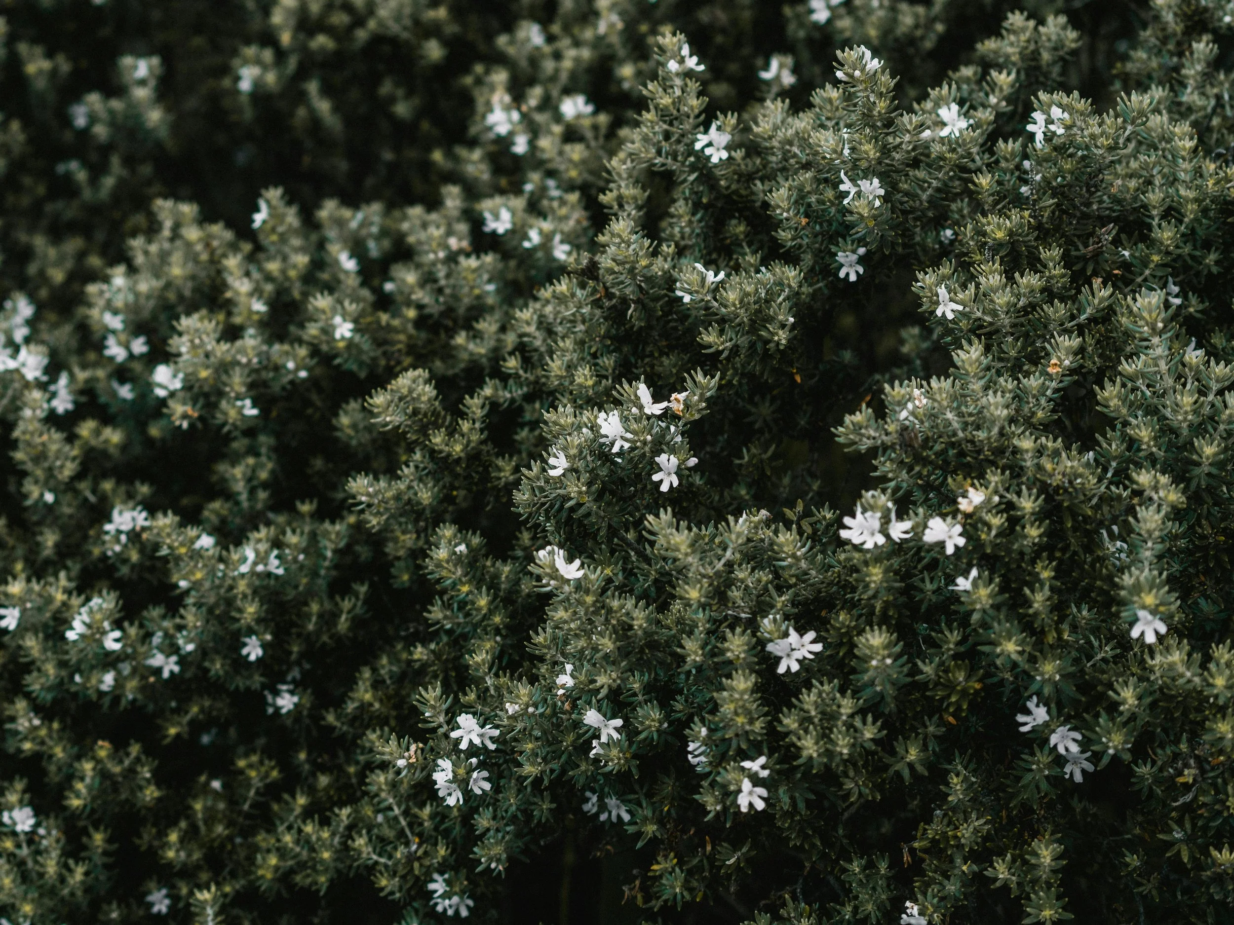pexels-matthardy-2109759.jpg