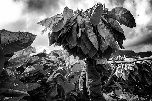 Cuba, Vi&ntilde;ales, raccolta del tabacco, febbraio 2016. &copy;Claudio Mainardi