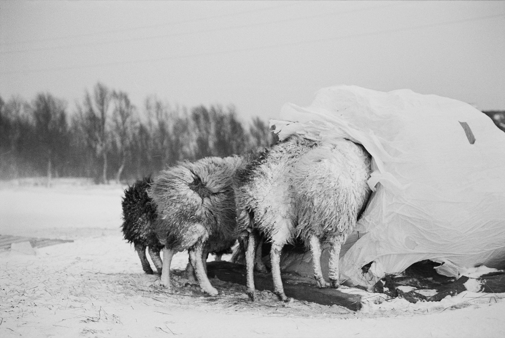  From “Tussøy”, published by Kehrer Verlag, 2017. 