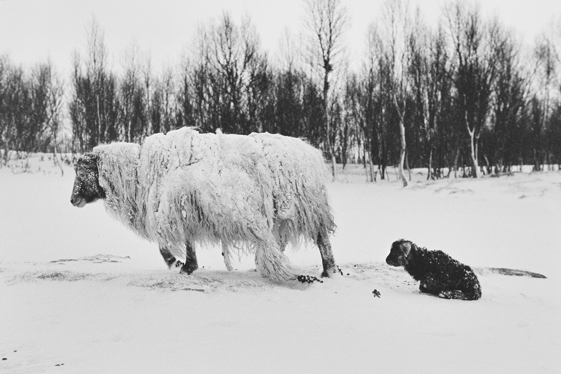 From “Tussøy”, published by Kehrer Verlag, 2017.