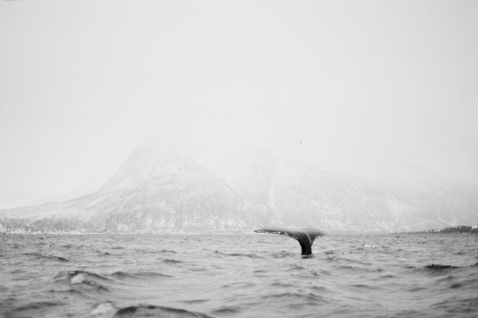 From “Tussøy”, published by Kehrer Verlag, 2017.