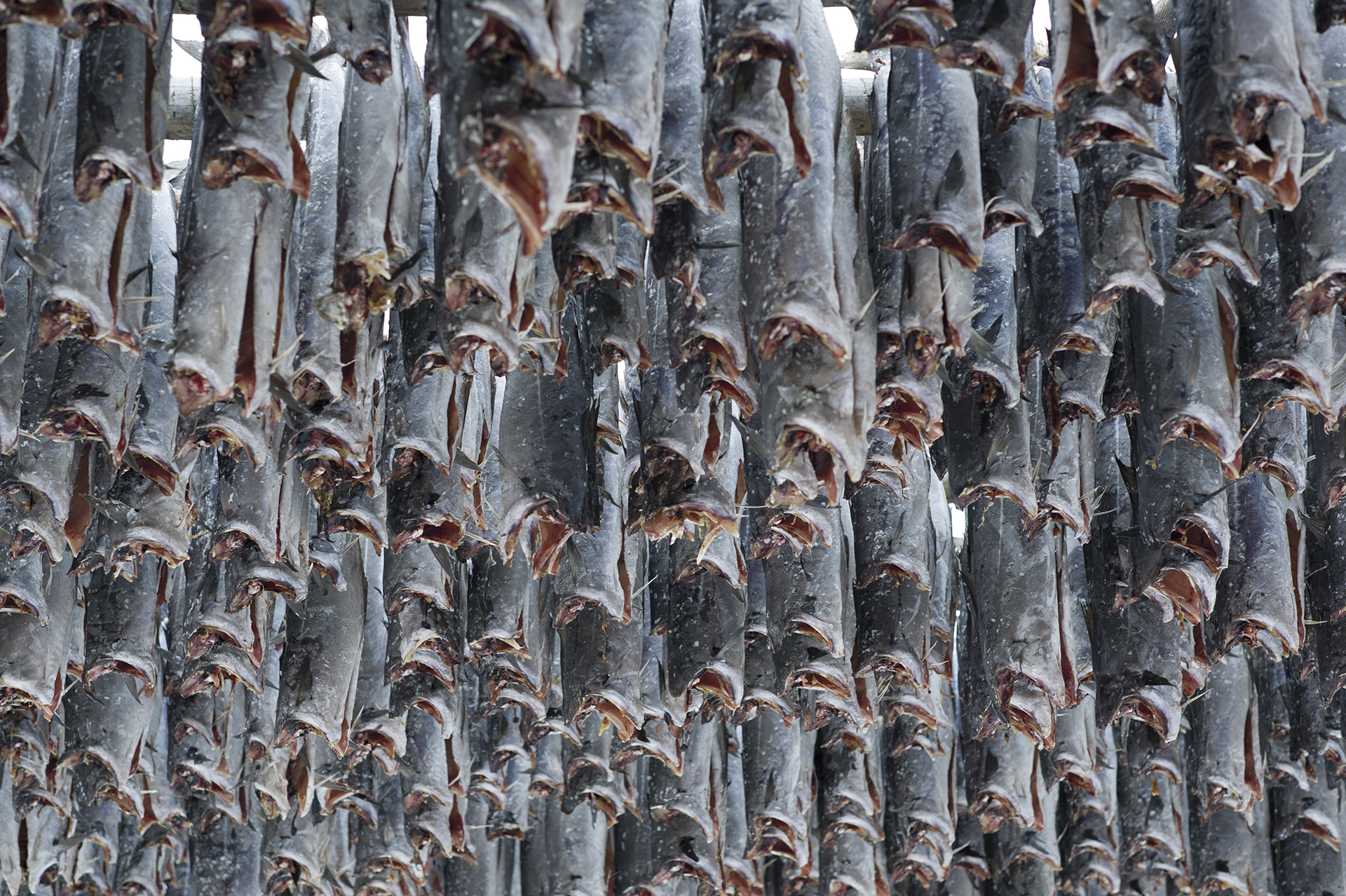  Stockfish. From the book The Lofoten Fishery. 