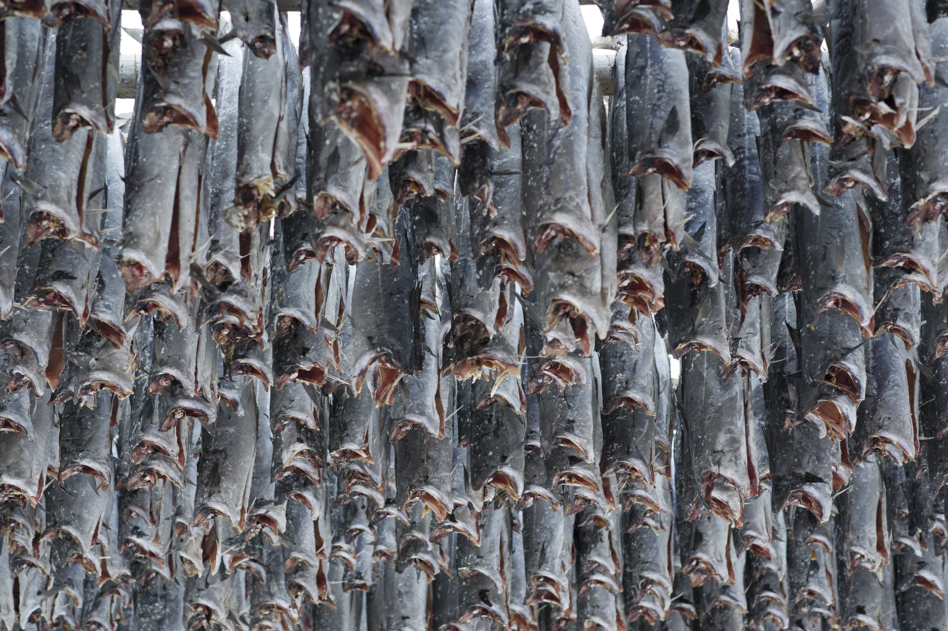 Stockfish. From the book The Lofoten Fishery.