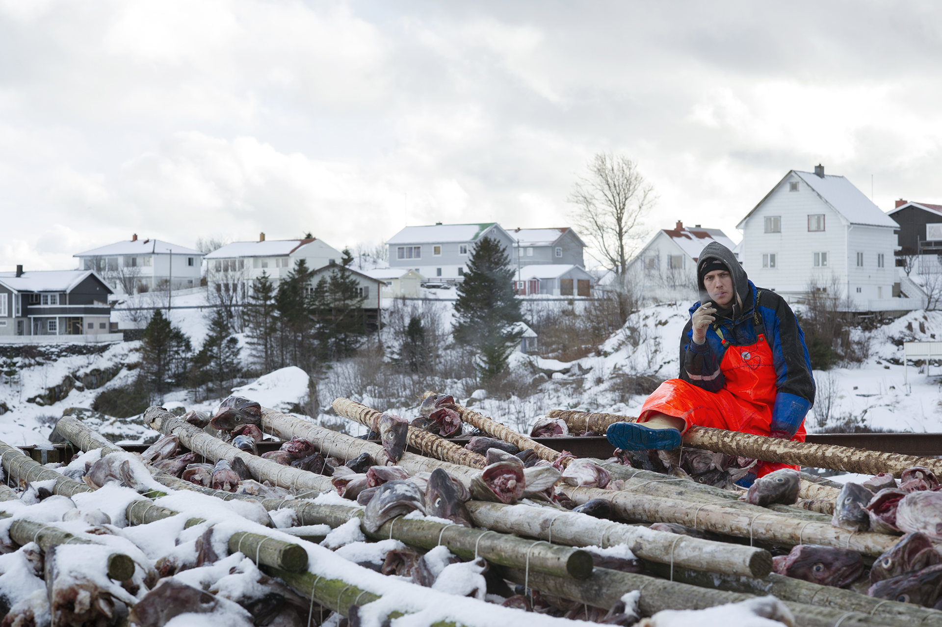  Stockfish. Reine. From the book The Lofoten Fishery. 