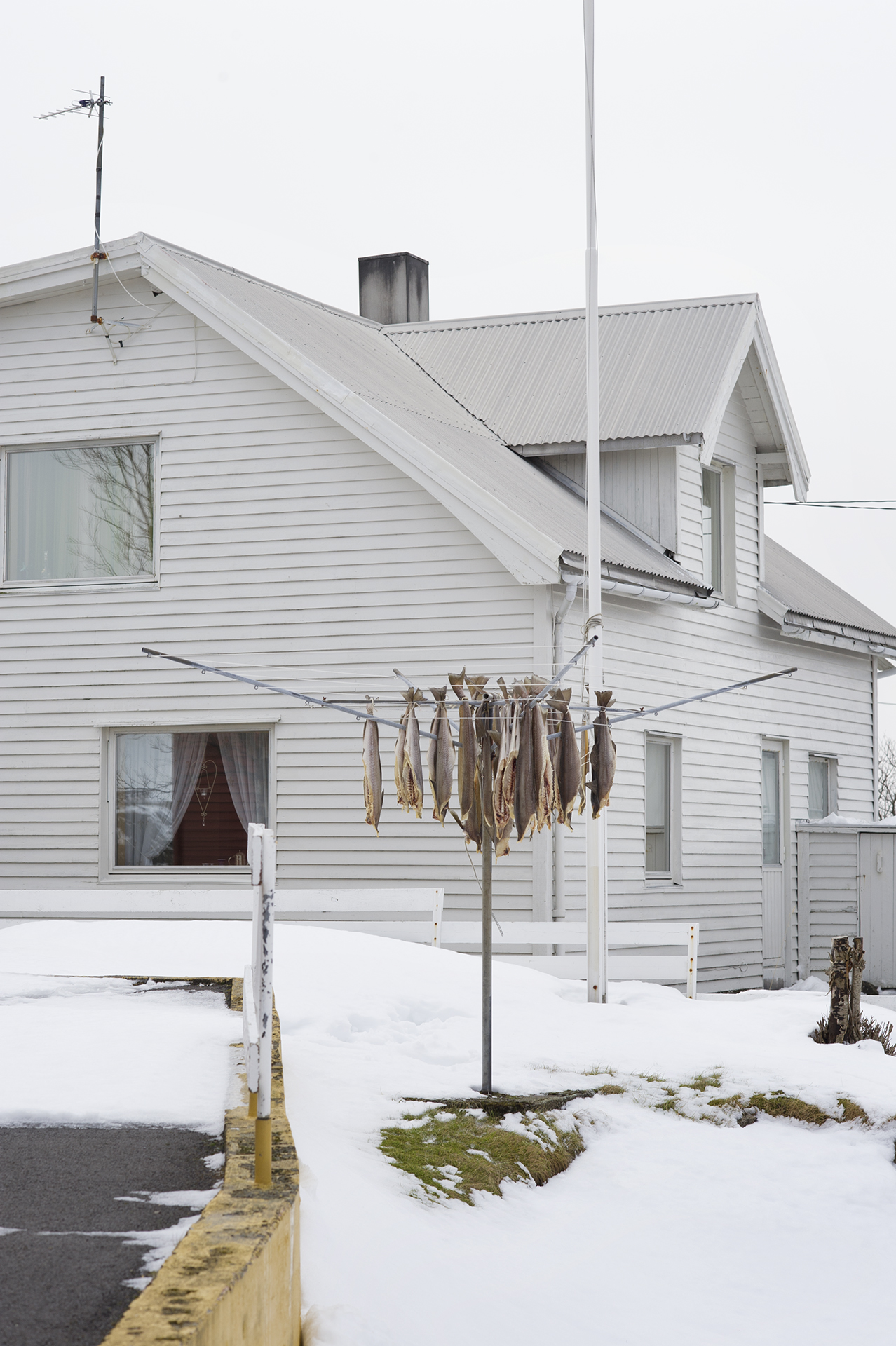  Stockfish. Henningsvær. From the book The Lofoten Fishery. 