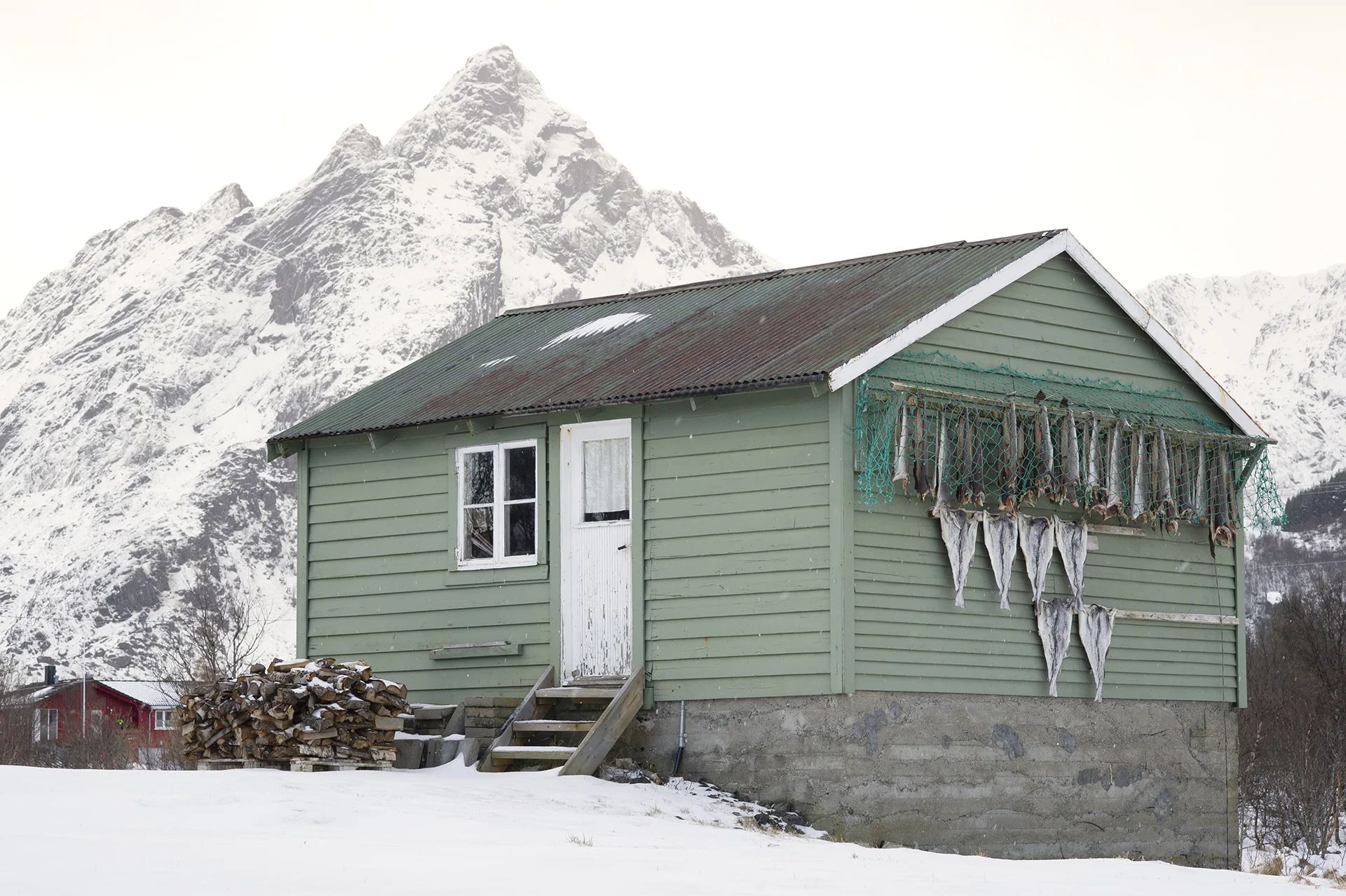 Stockfish. From the book The Lofoten Fishery.