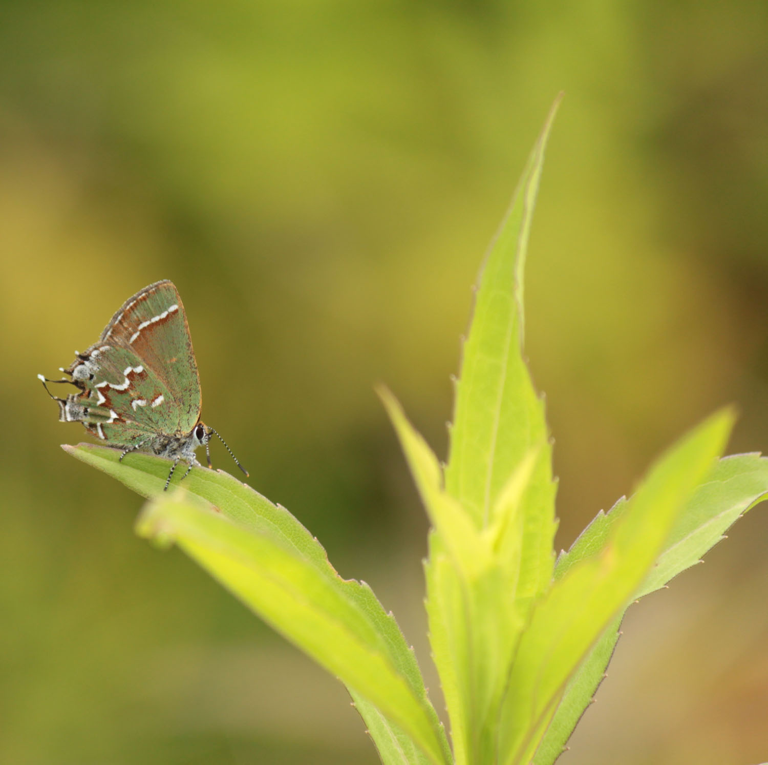 Local Plants and Animals