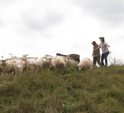 Farm and Training