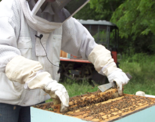 Beekeeping School