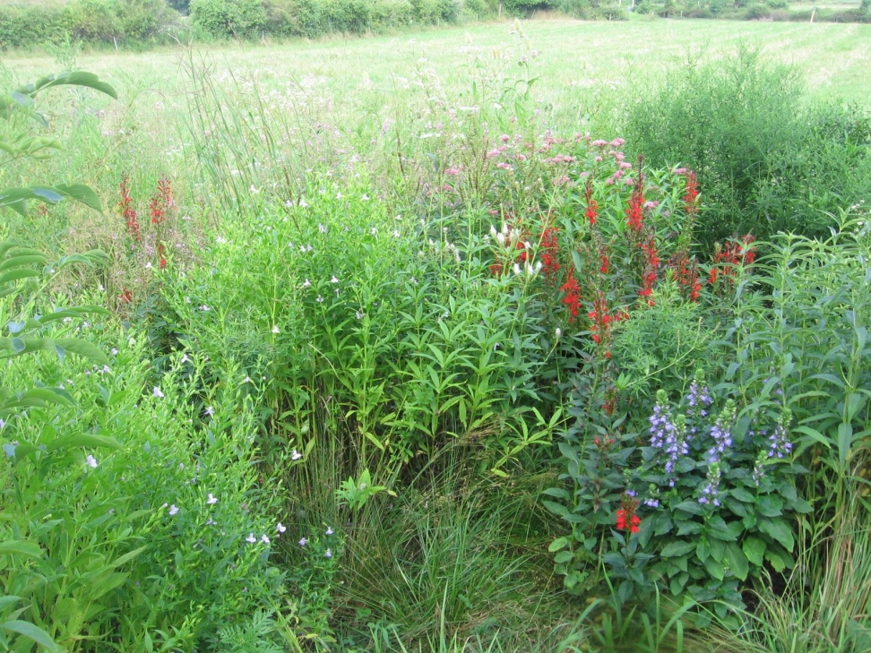 Native Plant Garden