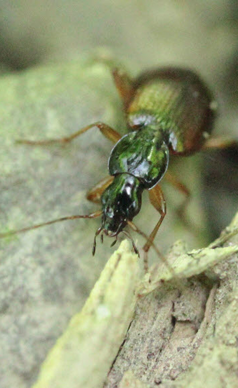 HV ground beetle.jpg