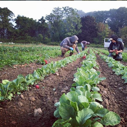 Hearty Roots Community Farm