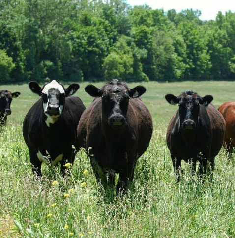 Kinderhook Farm