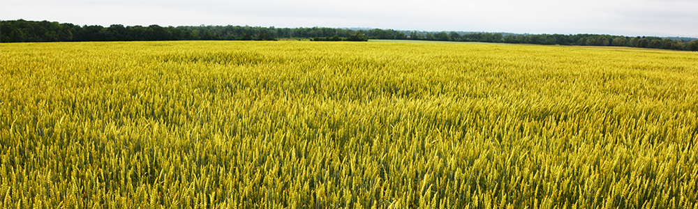PHOTO COURTESY STONE HOUSE GRAIN