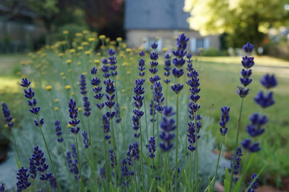Lavandin.jpeg