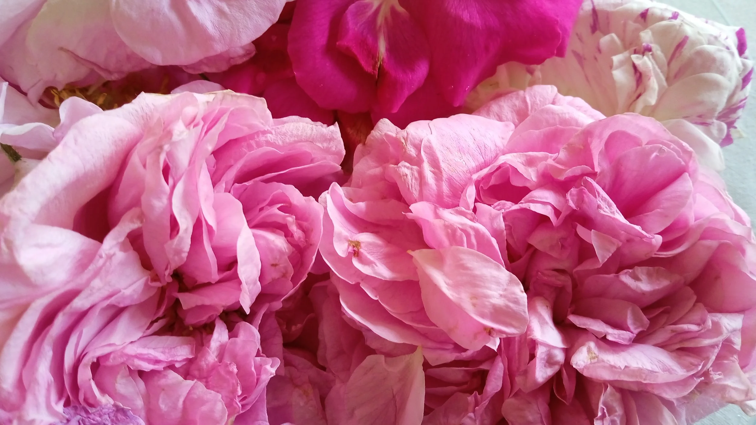 Parfumerie naturelle : pourquoi la tenue n'est plus un problème