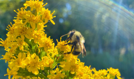 Pollinator Communities in Salt Marshes and Dykes: Comparing Habitat Value in Agro-Ecosystems