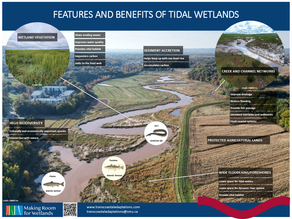 Tidal Wetlands 101