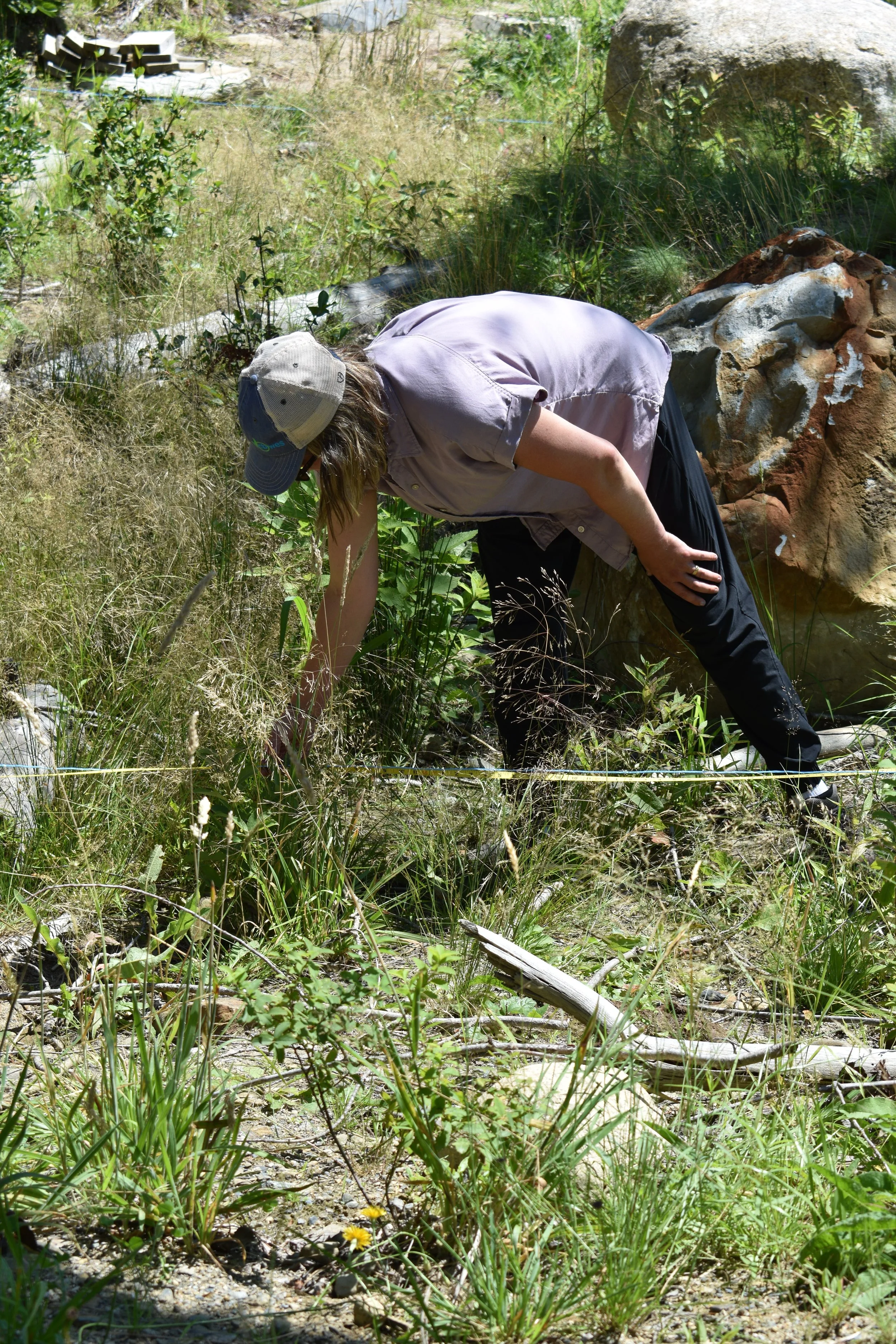 Kirsten identifying dominant groundcover along a transect
