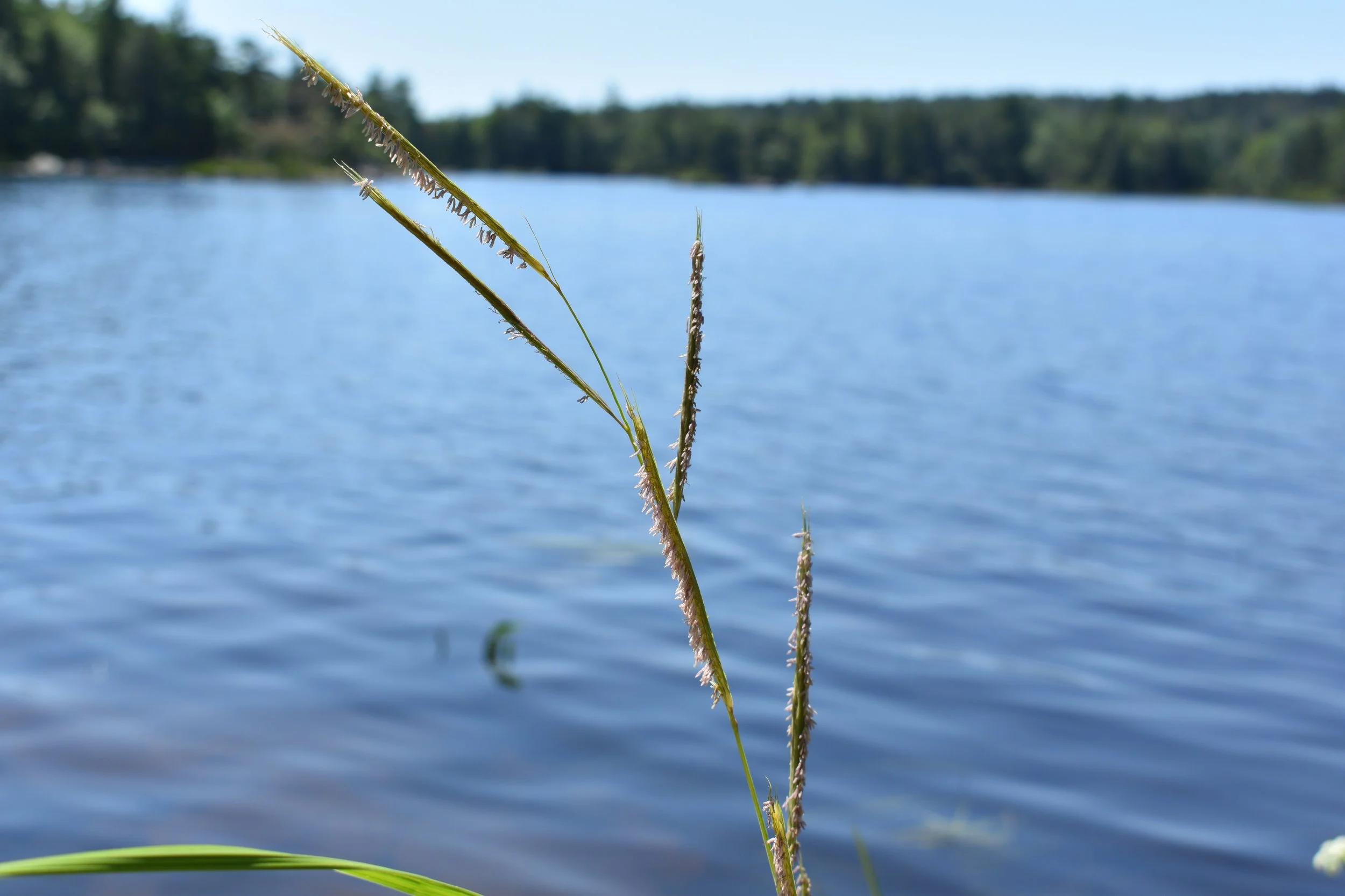 Prairie Cordgrass