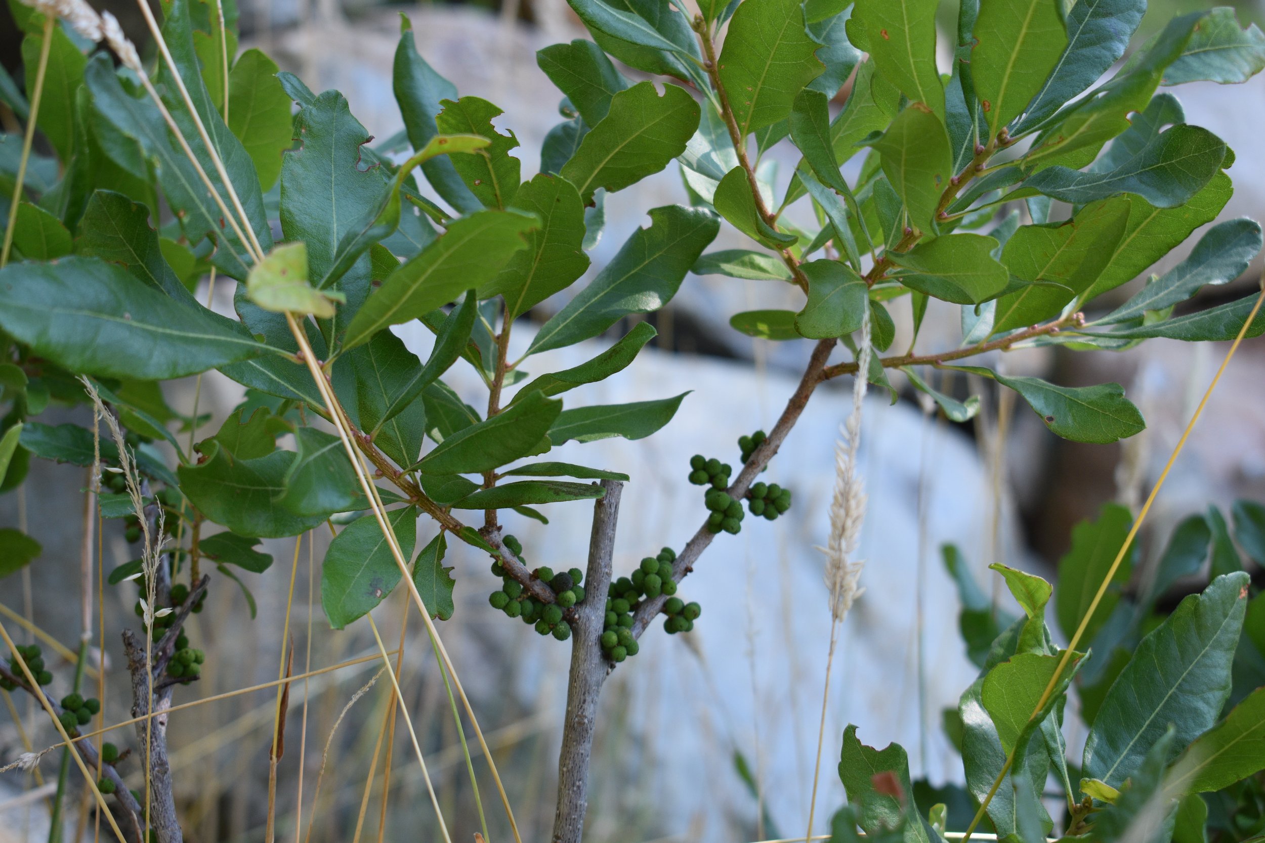 Northern Bayberry