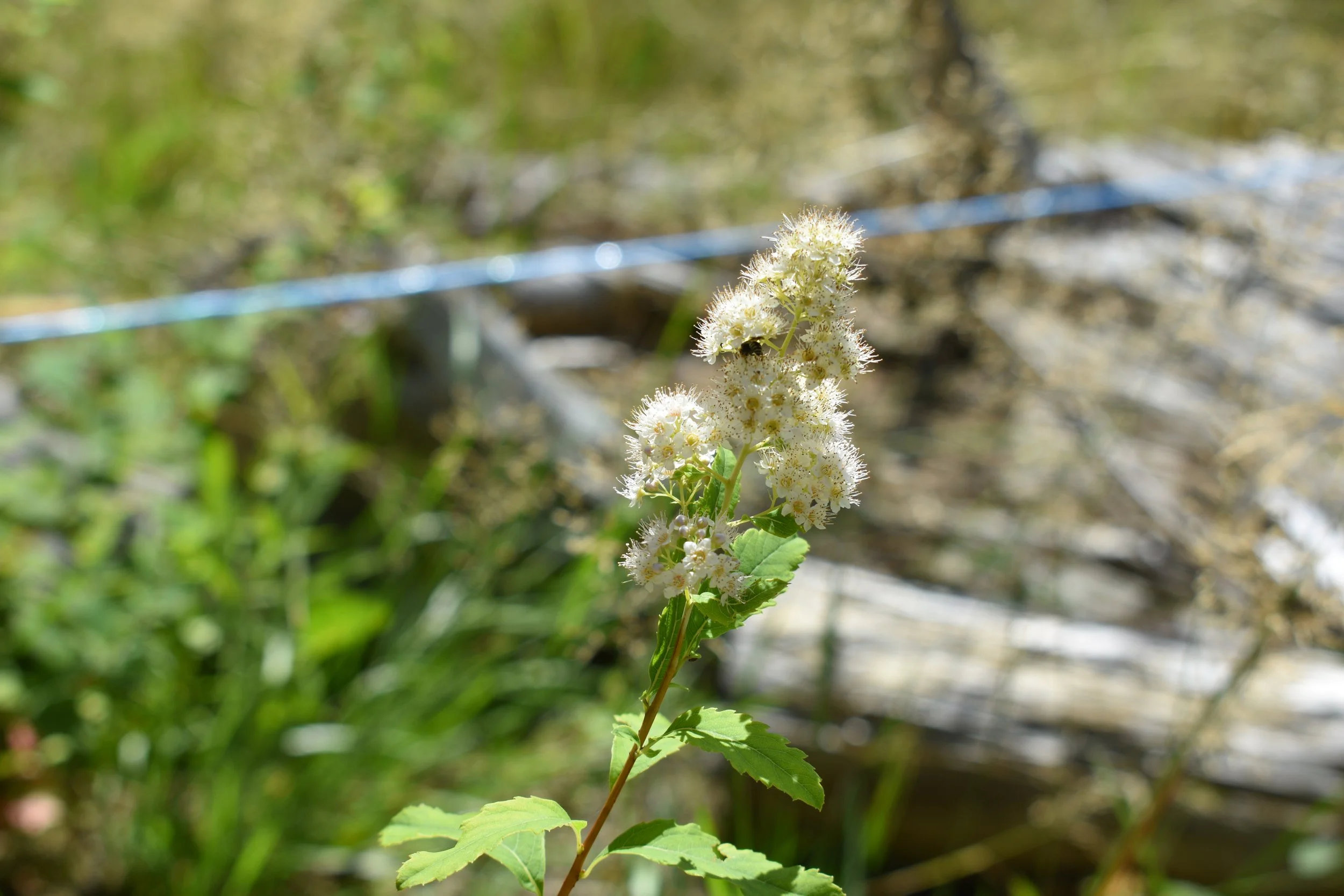 White Meadowsweet