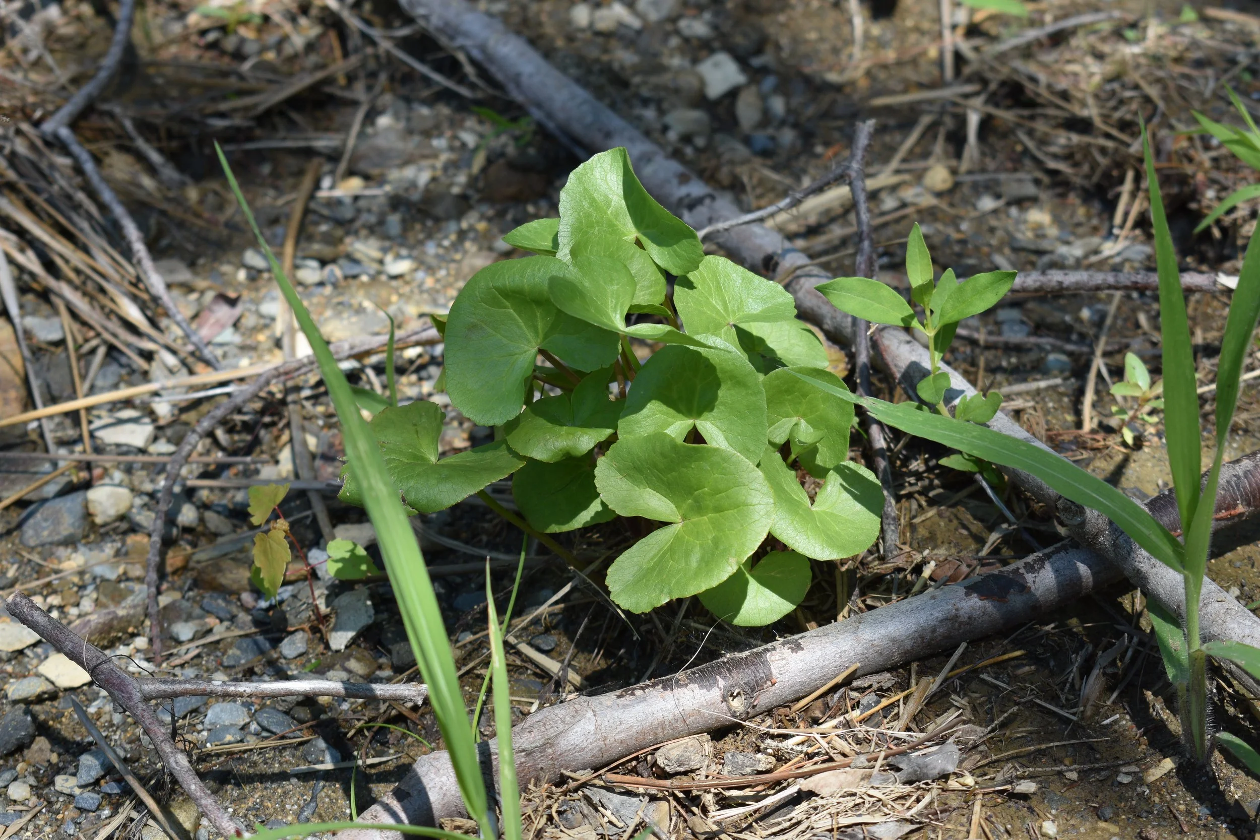 Marsh Marigold