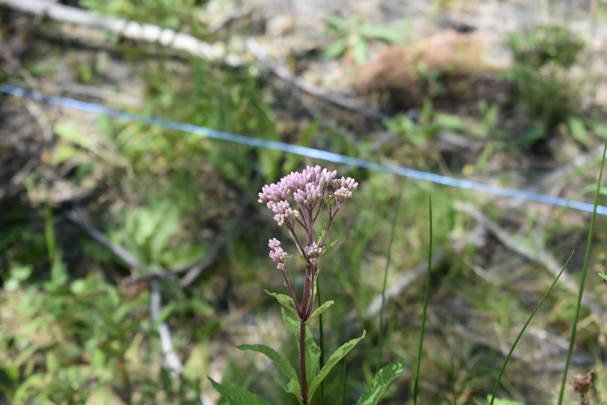 Spotted Joe Pye Weed