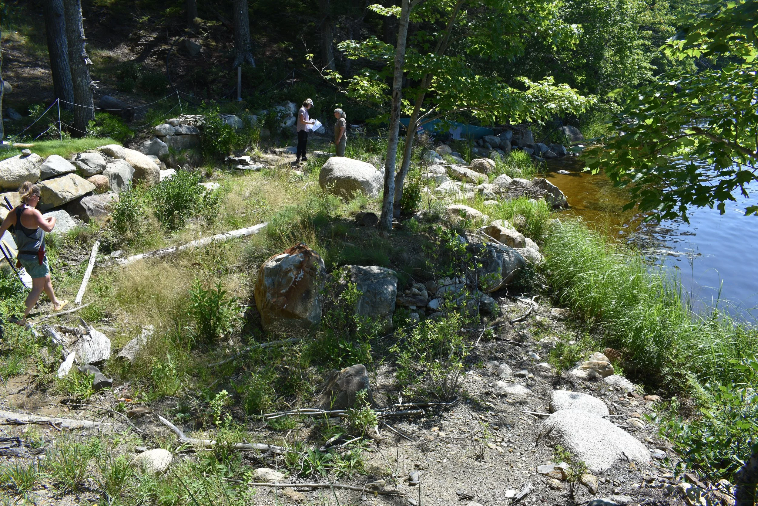 A vegetated riparian zone with boulders scattered throughout and trees growing on a mound in the center.