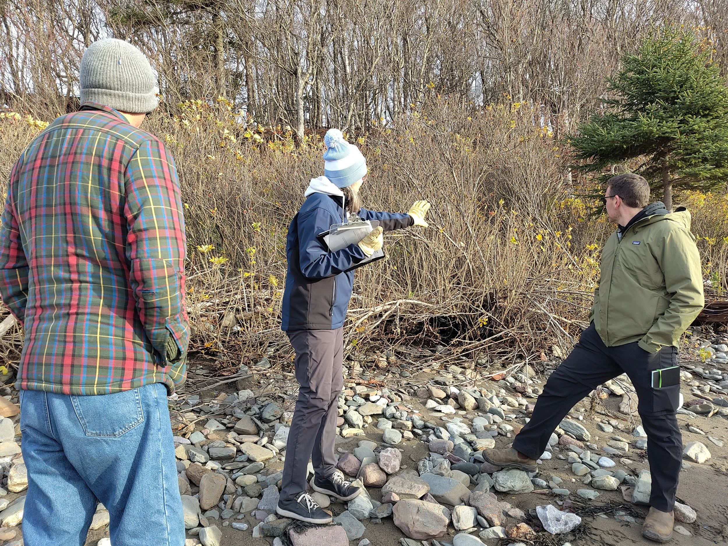 Three people wearing cold-weather gear standing on sandy rocks and looking at a thicket of Forsythia. The person in the center holds a clipboard and gestures towards the thicket