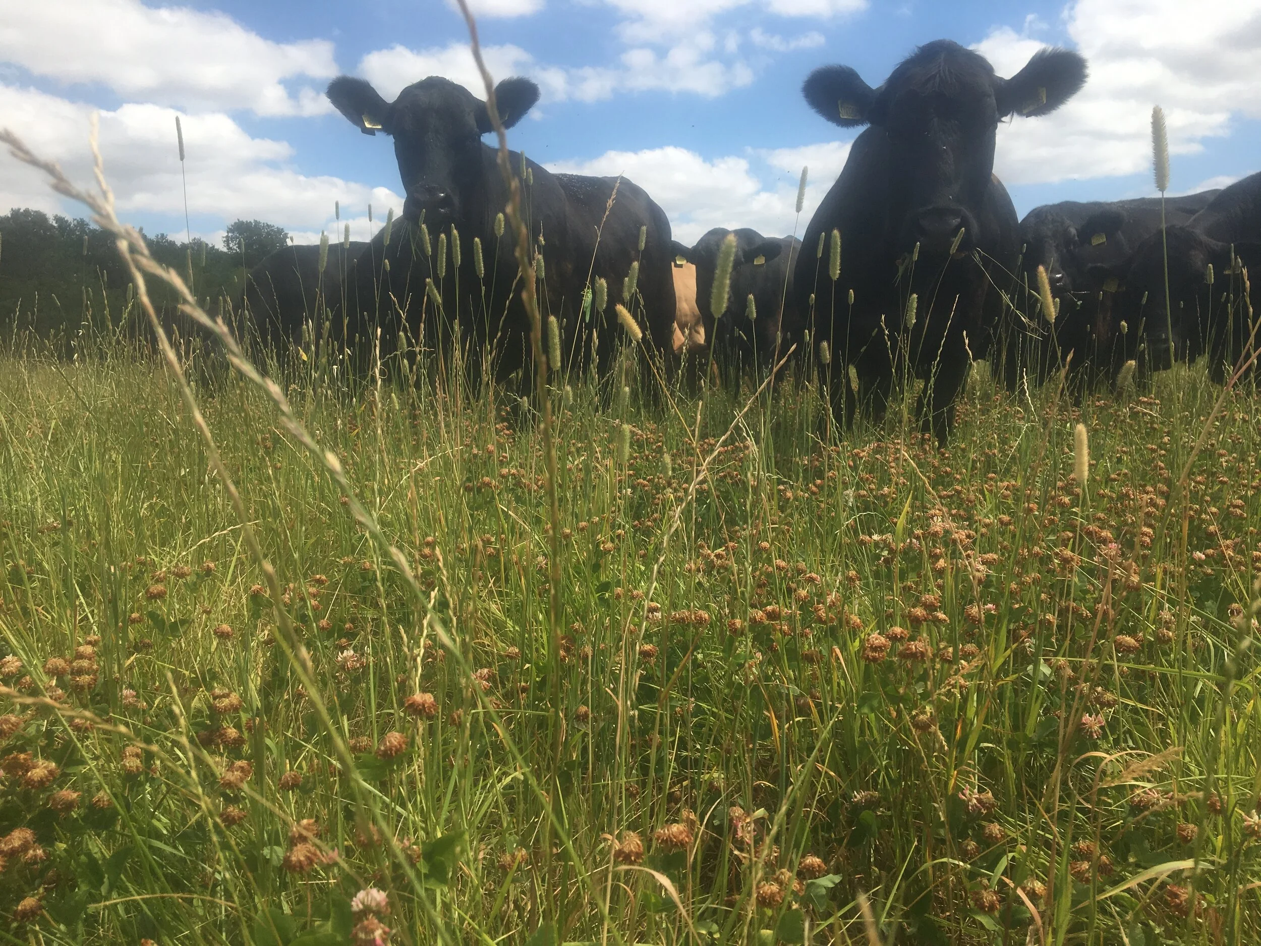 Born &amp; bred on grass