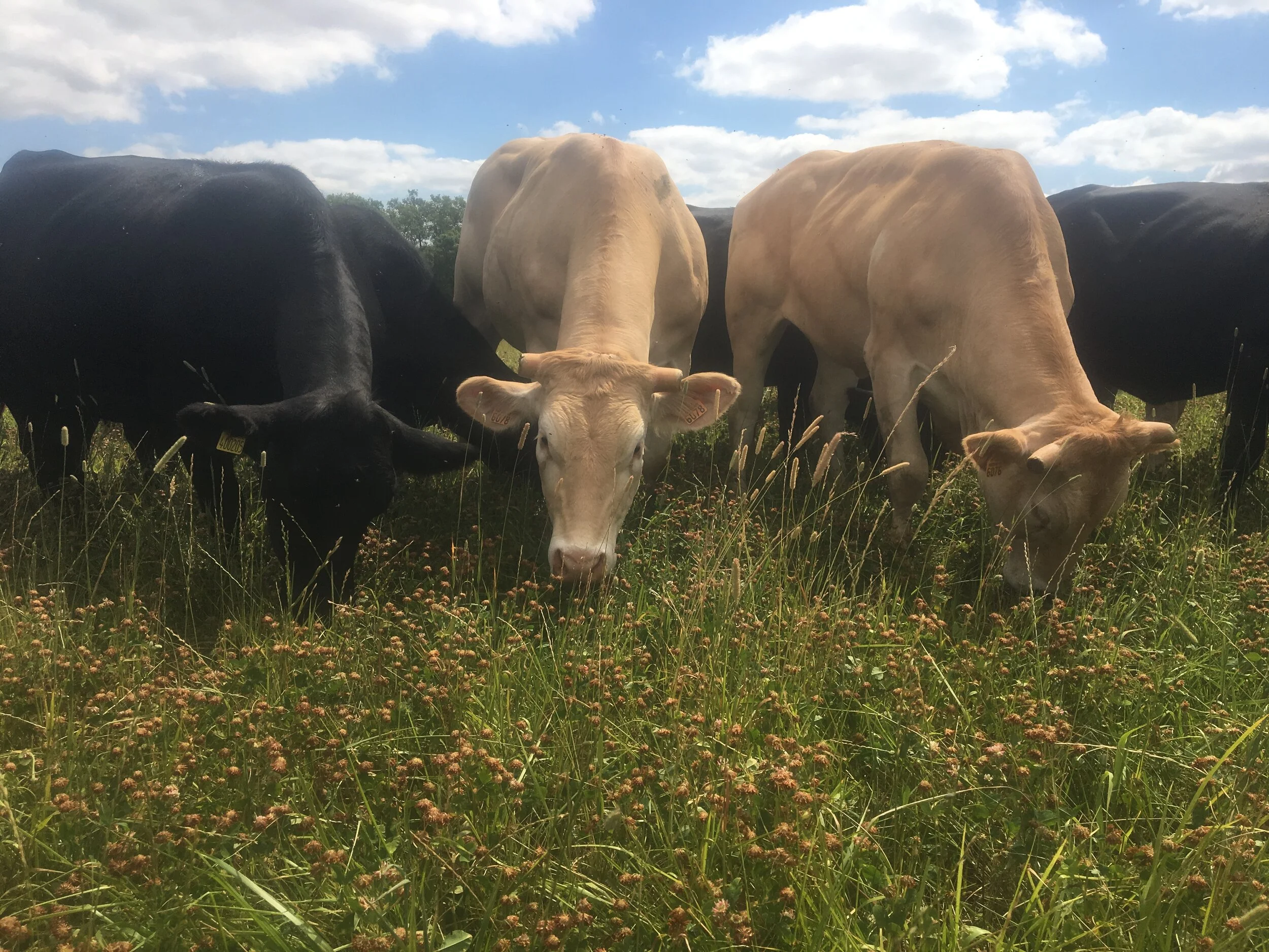 Our Angus &amp; our Blonde's