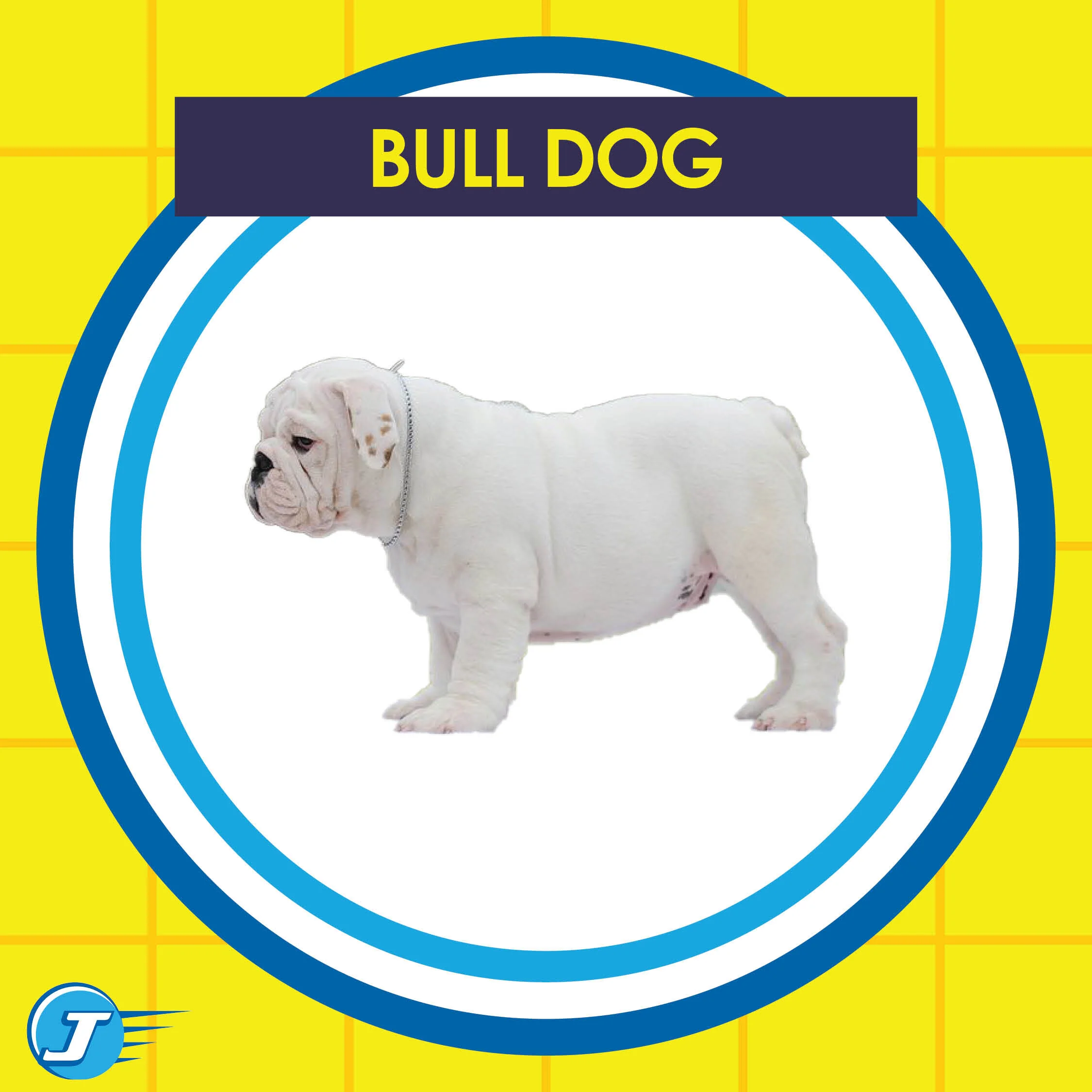 Dogs Cars2.jpg