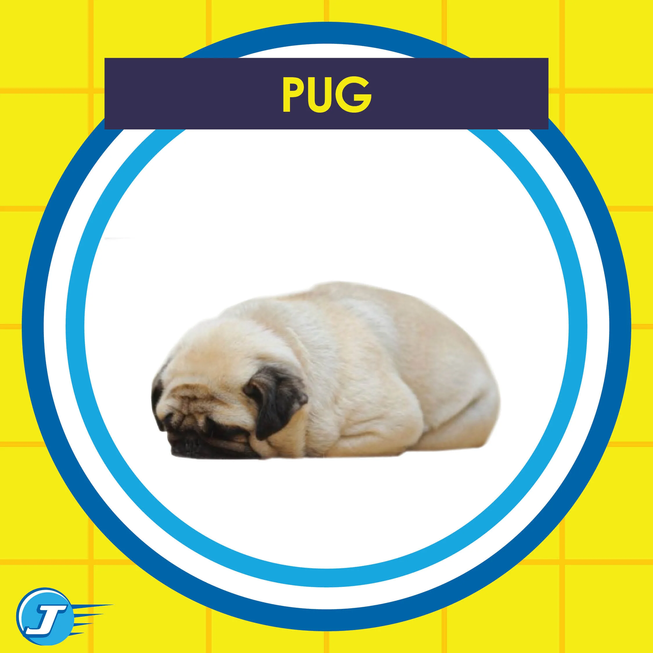 Dogs Cars14.jpg