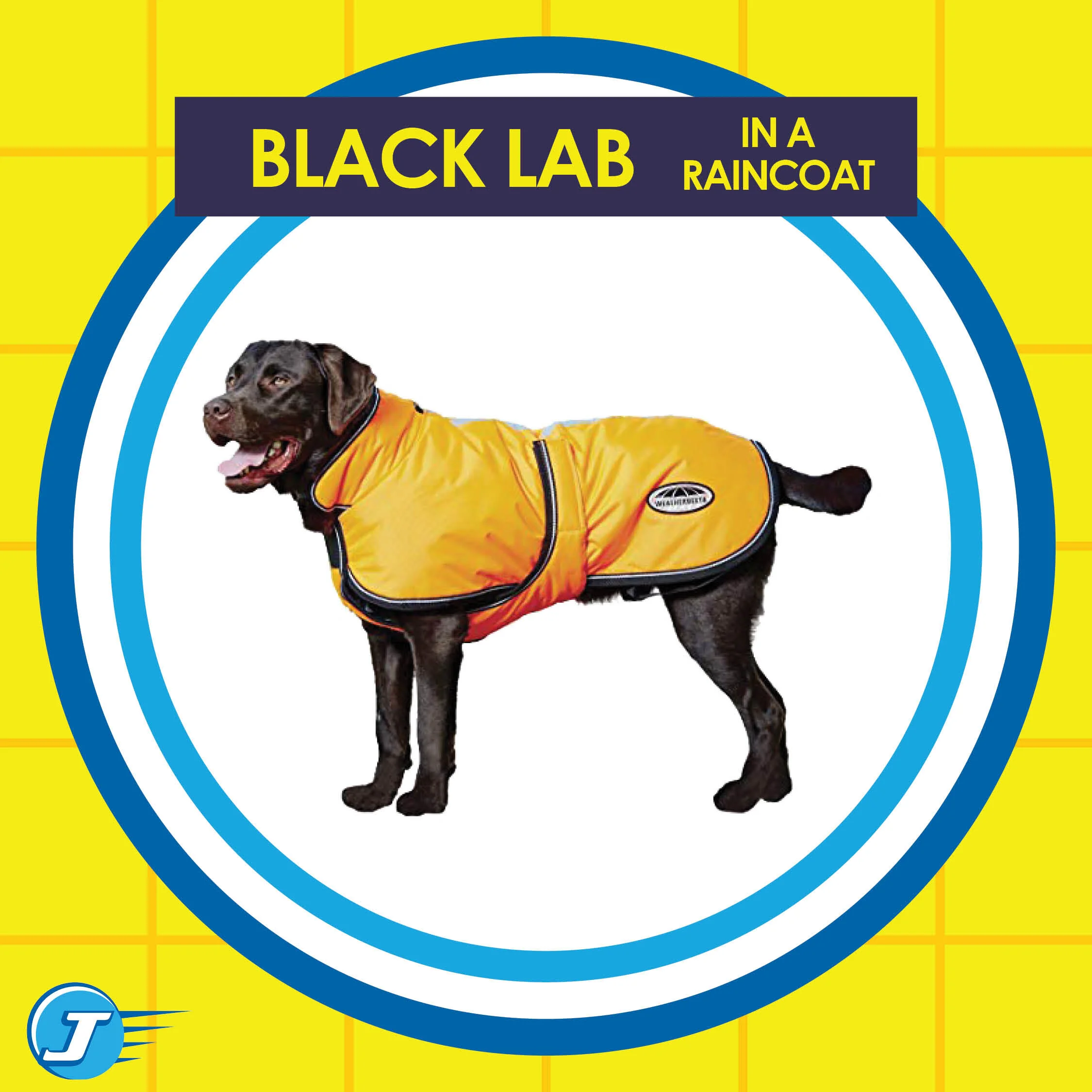 Dogs Cars16.jpg