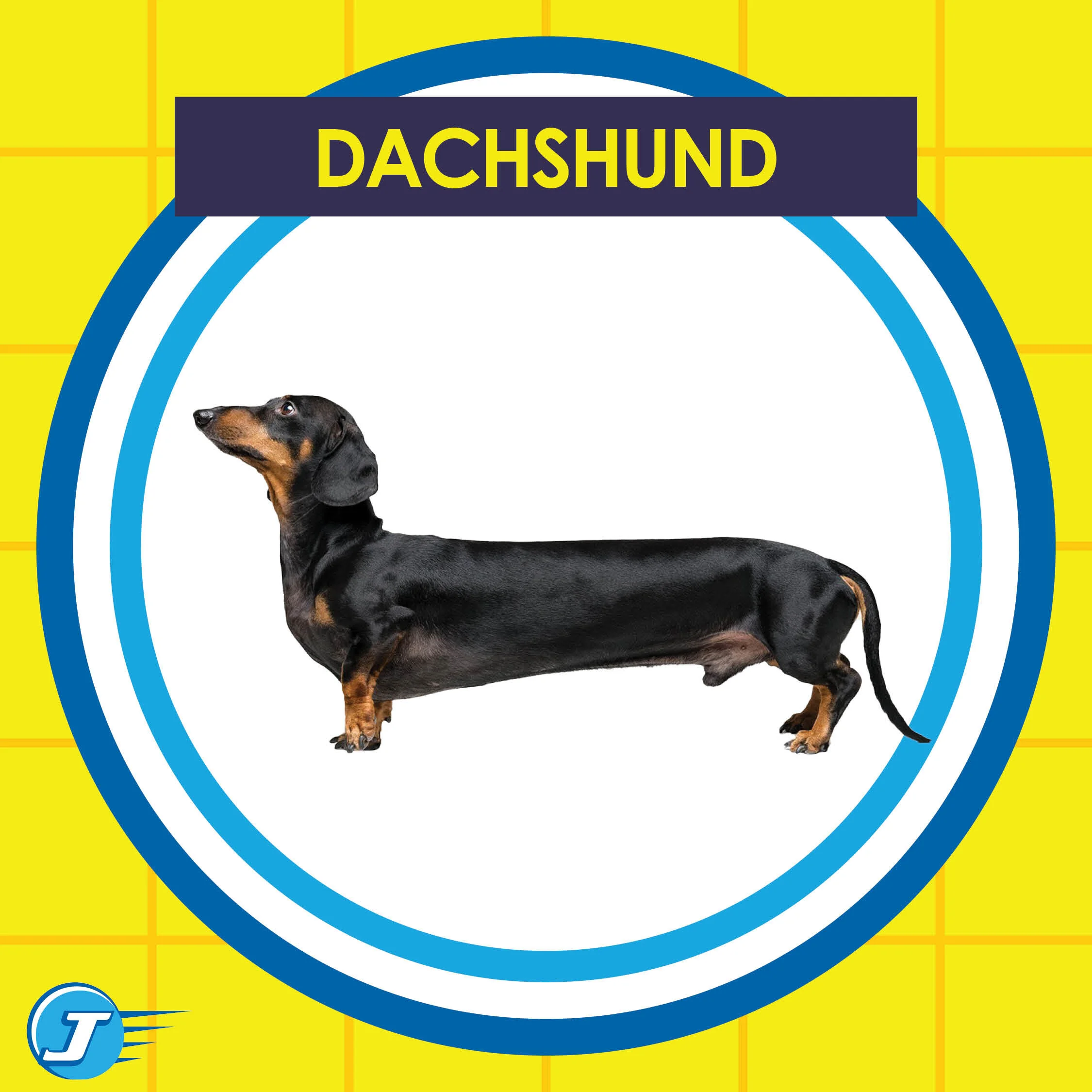 Dogs Cars20.jpg
