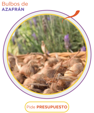 Saffron Bulbs - Ask for budget 