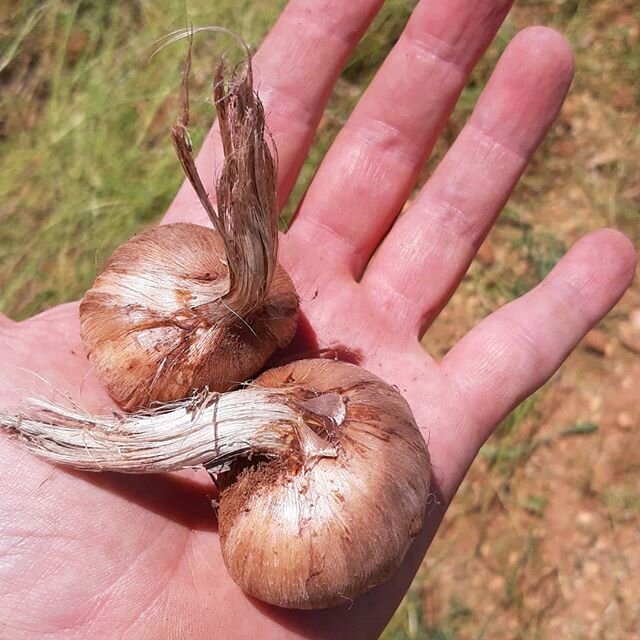 La primavera tan lluviosa que hemos tenido ha hecho engordar el cormo. &Eacute;sta es la pinta que presentan los nuestros.

En #azafr&aacute;nDesbr&iacute;n practicamos #agriculturaecologica y de secano.

Reserva tu pedido de bulbo de azafr&aacute;n 