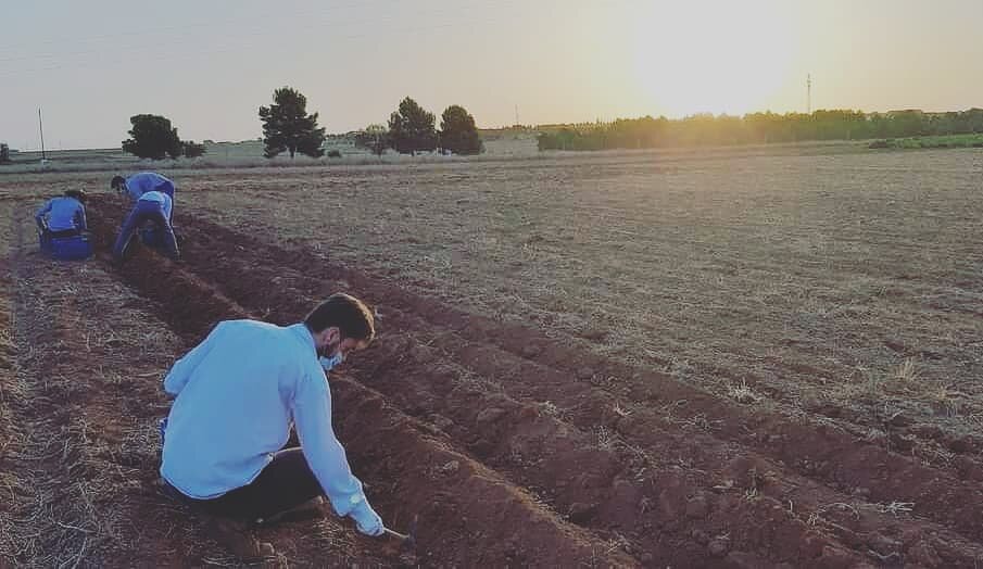 Pronto procederemos a sacar las &quot;cebollas de azafr&aacute;n&quot; (cormos) del terreno para replantarlos.

Si quieres iniciarte en el cultivo de azafr&aacute;n o ampliar la superficie plantada, te ofrecemos cormo cultivado en condiciones ecol&oa