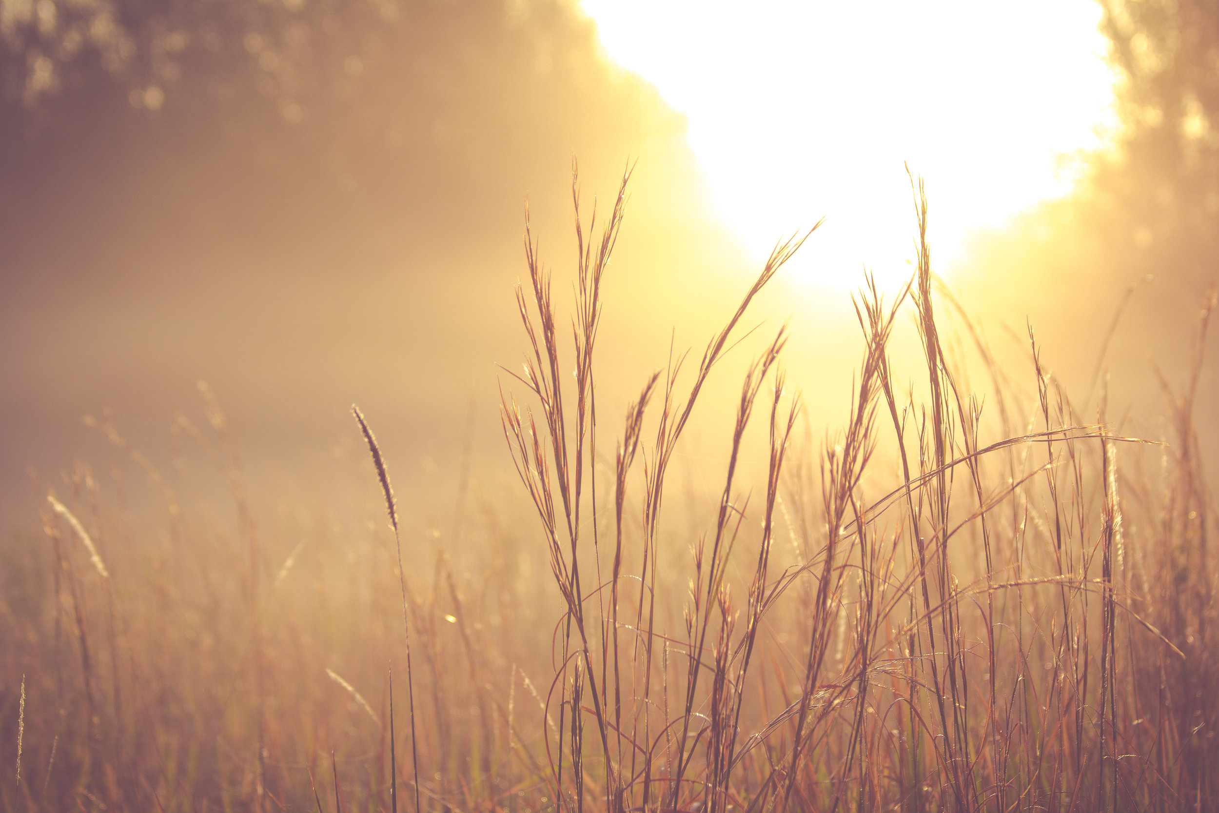 Healthy Wheat
