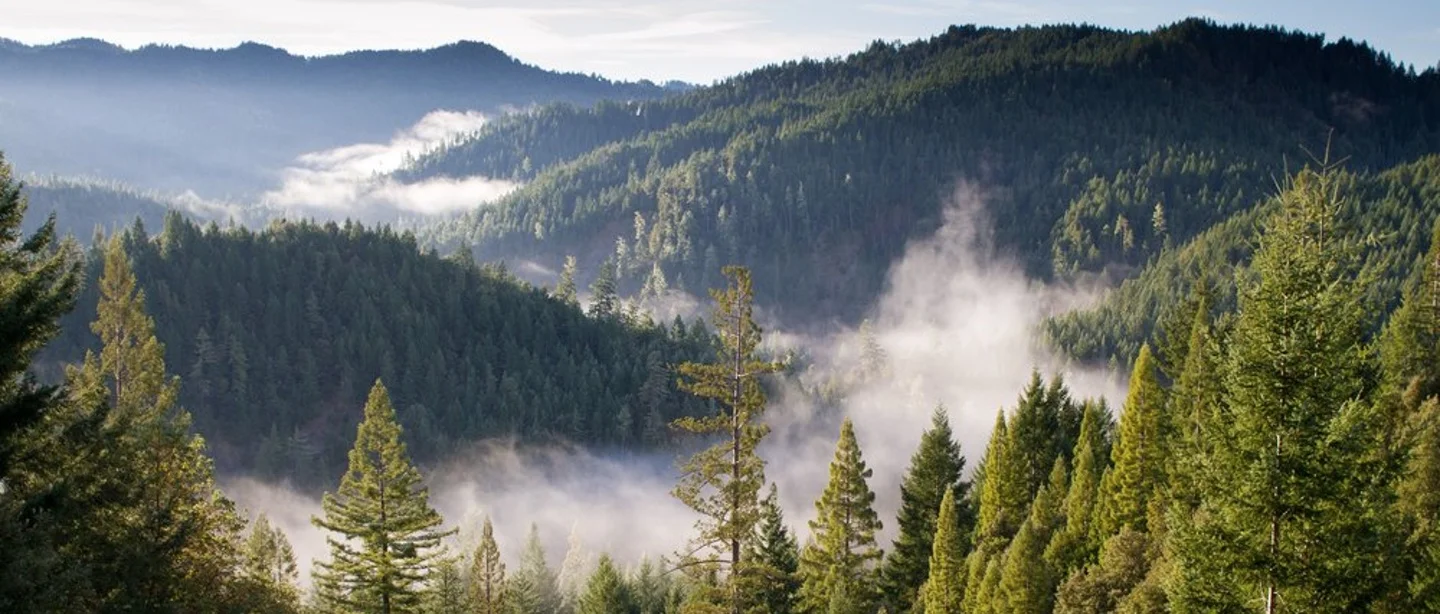 RESEARCH BANNER resize.jpeg