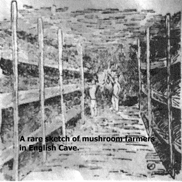 Mushroom pic 2 with text.jpg