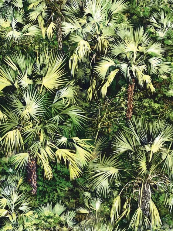 Vue d'en haut FP436002 - Vert