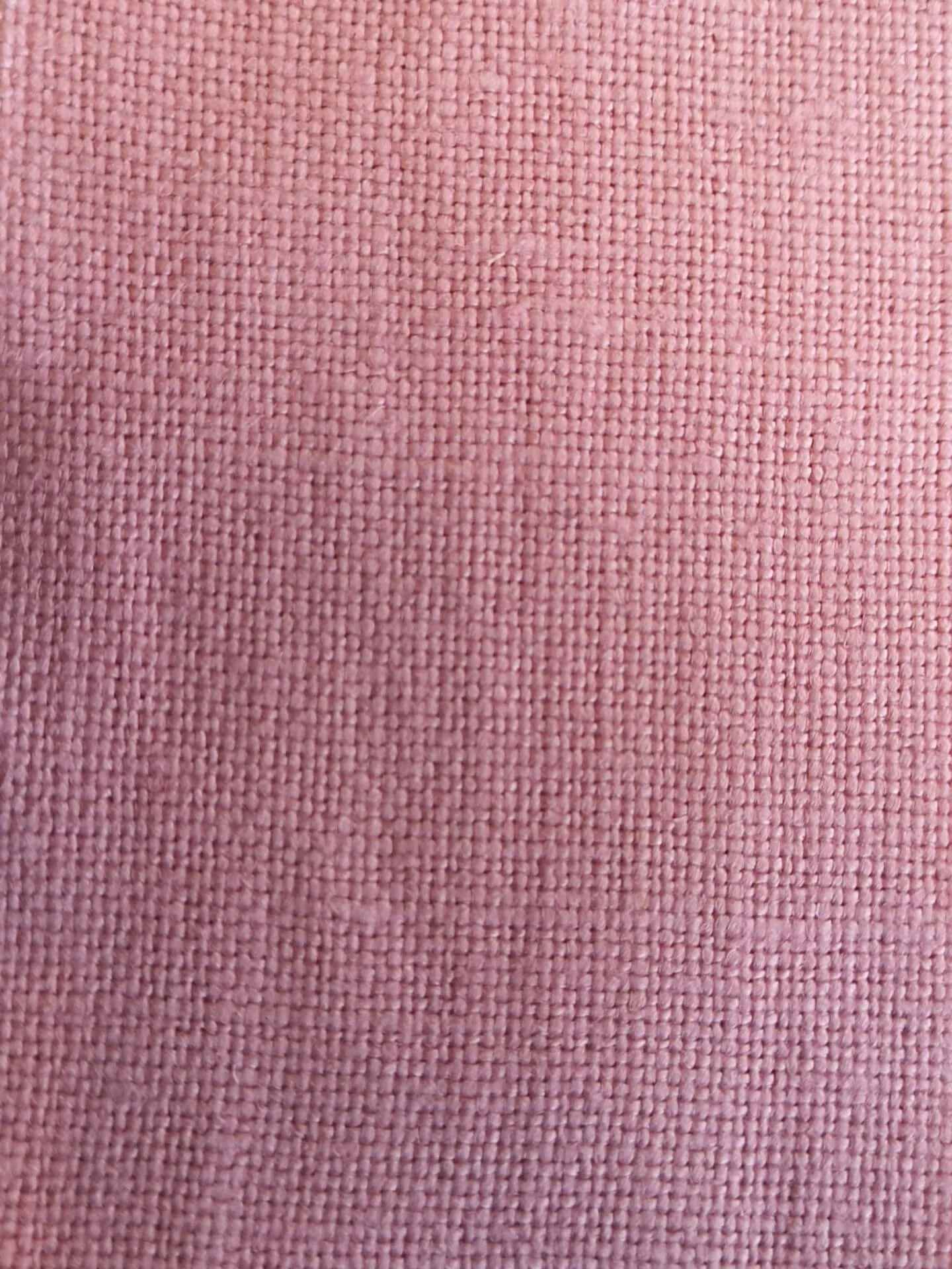 Trinidad Rose 4046