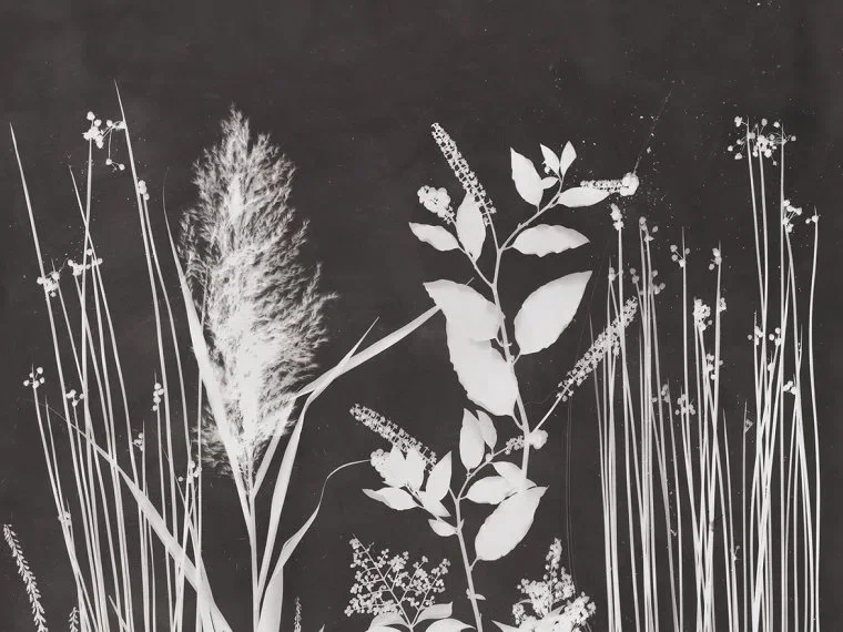 Acorus FP520001 - Fusain