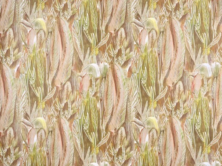 Calathea FP091001 - Mousse