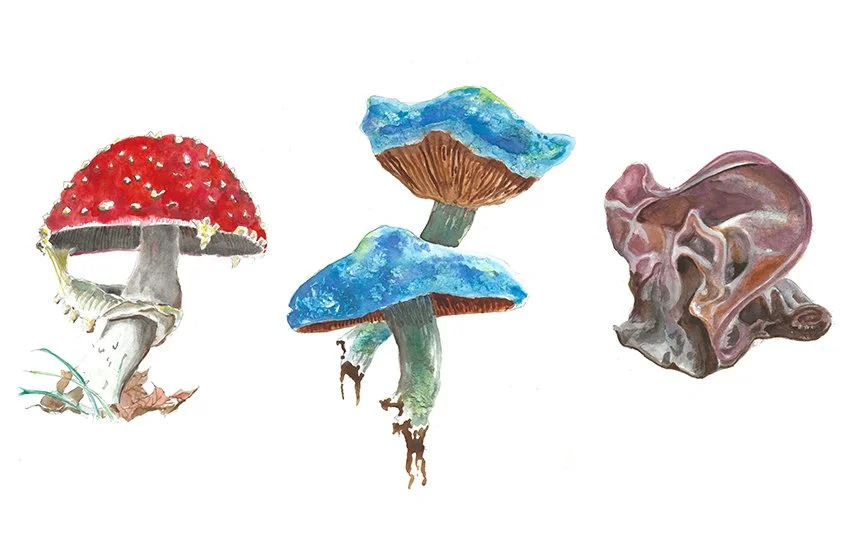 Recommendation: 'Fantastic Fungi'