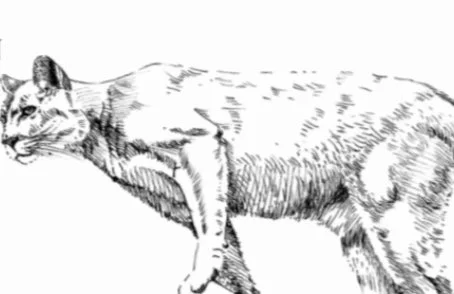 IDEA // REINTRODUCING THE NITTANY LION