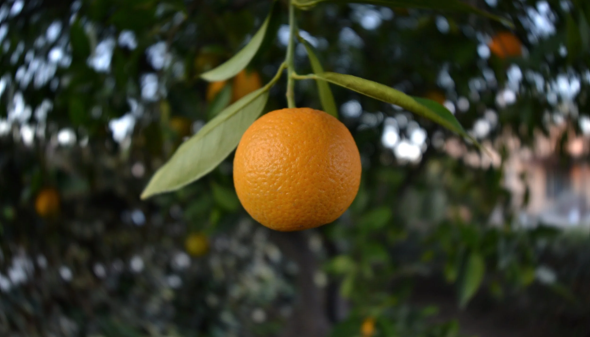 DSC_0021.JPG