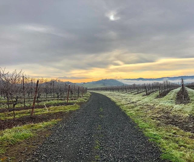 Hope everyone had a happy thanksgiving paired with lots of Oregon Pinot Noir! Beautiful frosty morning on the vineyard today. 
#thankful #thanksgiving #oregon #oregonpinot #oregonwine #vineyard #vineyardviews #drinklocal #frost